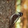 Three‑toed woodpecker | 15 :: Sergey Sonvar