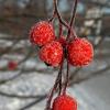 Рябина :: SanSan San