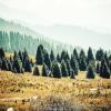 ФОТО :: HART BAD