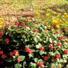 Природа :: Leonid Rutov