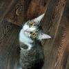 Коте... :: Юрий Моченов