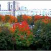 Палитра осени :: Ольга Довженко