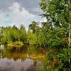 водоем в лесу :: Владимир 