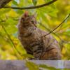 Сентябрьский кот... :: Владимир Жданов