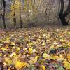 Осень в лесу :: Милорад 