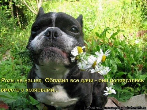 СЕКСИ-ПЯТНИЦА! ЙЯХУ!! Бодрейшего утра районы, кварталы, города, моя Планета! С праздником Вас!  Из его зубов и ромашки хороши! Главное- с любовью, от души!!! И С Днем психолога