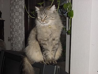 Сибирская (Невская маскарадная) кошка
