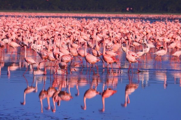 Nakuru Lake