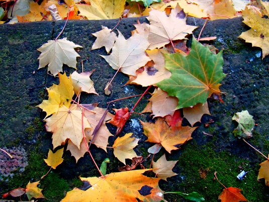 Фотоувлечение