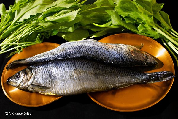 Натюрморт: фотографируем морепродукты