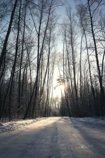 Изольда. Вечерняя прогулка в Подмосковном лесу