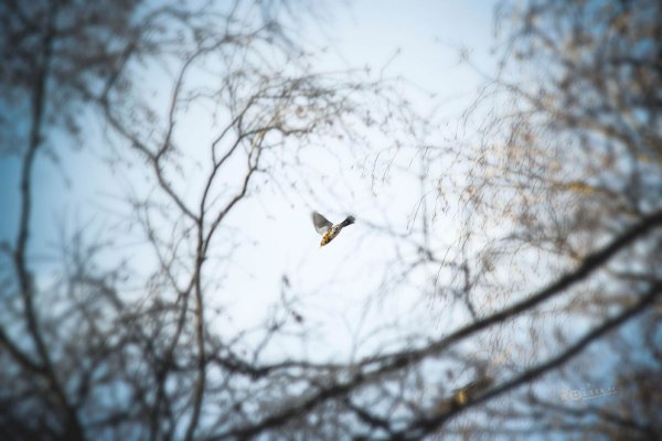 Изольда. Вечерняя прогулка в Подмосковном лесу