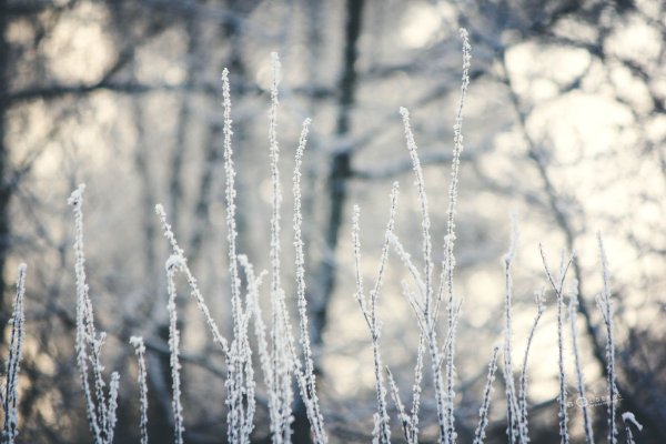 Изольда. Вечерняя прогулка в Подмосковном лесу