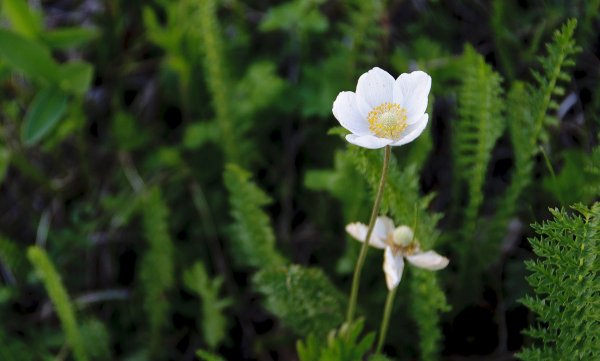 Здесь нам надеюсь поможет Пётр попов...))