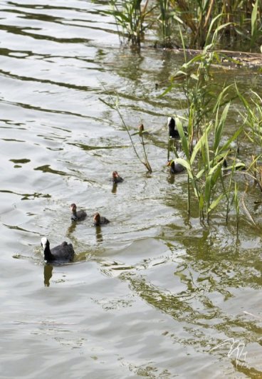 Семейство лысух