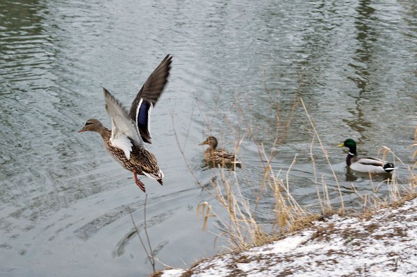 Птицы Борисовских прудов. Кряквы - №15