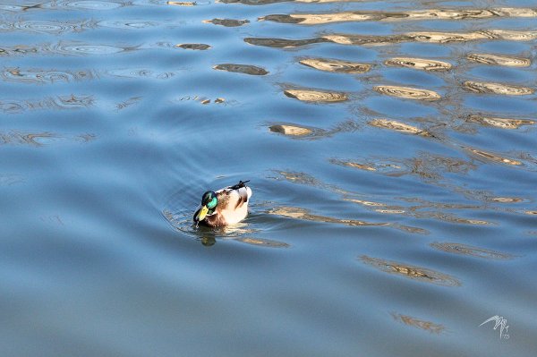 Синее небо в пруду