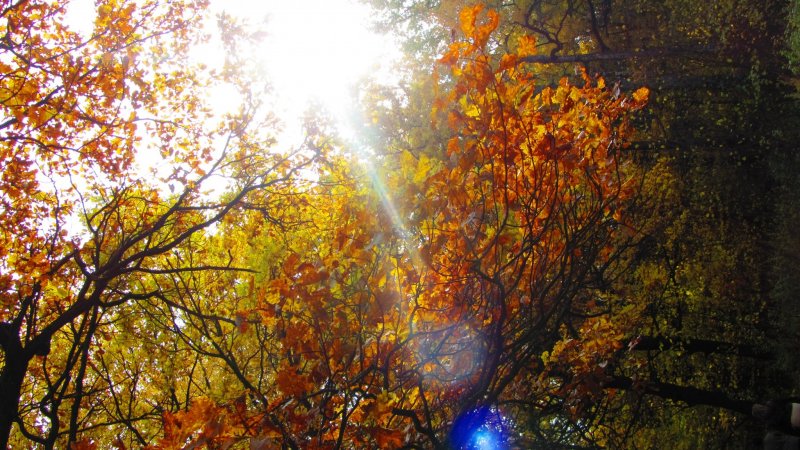 Осень в лесу