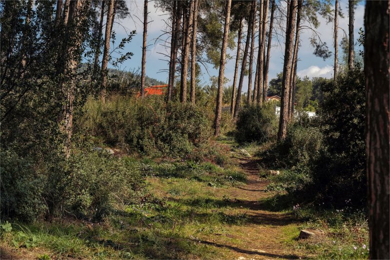 Израиль Цветение Цикламен в  лесу  19,01,2025г