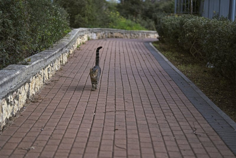 Из жизни кошек Израиль 2025г Из жизни кошек Израиль 2025г