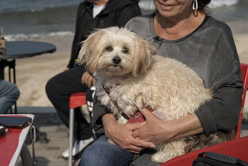 Израиль , Пляж Бат-Галим , Дама с  собачкой 2025г Хайфа , средиземное море