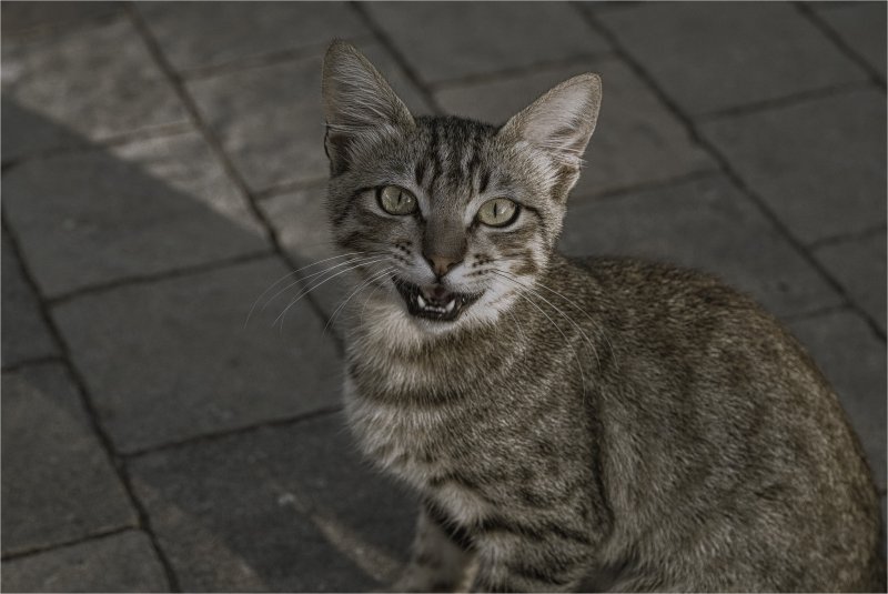 ╲╲┏━╮╲╲╲╱╱╱╭━┓╱╱ ╲╲┣╮┃╲╲╲╱╱╱┃╭┫╱╱ ╲╲┣╯╰┻┻┻┻┻┻╯╰┫╱╱ ╲╲┃╱┈┈╲┊┊╱┈┈╲┃╱╱ ╲╲┃╰┳┳╯◢◣╰┳┳╯┃╱╱ ╲╲╰━━━╰━━╯━━━╯╱╱ Из жизни кошек Израиль 2025г ⠄⠄⠄⠄⠄⠄⠄⠄⠄⠄⠄⠄⠄⠄⠄⠄⠄⠄⠄⠄⠄⠄⠄⠄ ⠄⠄⠄⠄⠄⠄⢰⣷⡄⠄⠄⠄⠄⠄⠄⠄⠄⠄⠄⠄⠄⠄⠄⠄ ⠄⠄⠄⠄⣠⣾⣿⣿⣷⣦⠄⠄⠄⠄⠄⠄⠄⠄⠄⠄⠄⠄⠄⠄ ⠄⠄⠄⣠⣿⣿⣿⣿⣿⣿⣇⠄⠄⠄⠄⠄⠄⠄⠄⠄⠄⠄⠄⠄ ⠄⠄⠄⠄⠛⠿⣿⣿⣿⣿⣿⣆⠄⠄⠄⠄⠄⣴⣿⣿⣆⠄⠄⠄ ╲╲┏━╮╲╲╲╱╱╱╭━┓╱╱ ╲╲┣╮┃╲╲╲╱╱╱┃╭┫╱╱ ╲╲┣╯╰┻┻┻┻┻┻╯╰┫╱╱ ╲╲┃╱┈┈╲┊┊╱┈┈╲┃╱╱ ╲╲┃╰┳┳╯◢◣╰┳┳╯┃╱╱ ╲╲╰━━━╰━━╯━━━╯╱╱ Из жизни кошек Израиль 2025г ⠄⠄⠄⠄⠄⠄⠄⠄⠄⠄⠄⠄⠄⠄⠄⠄⠄⠄⠄⠄⠄⠄⠄⠄ ⠄⠄⠄⠄⠄⠄⢰⣷⡄⠄⠄⠄⠄⠄⠄⠄⠄⠄⠄⠄⠄⠄⠄⠄ ⠄⠄⠄⠄⣠⣾⣿⣿⣷⣦⠄⠄⠄⠄⠄⠄⠄⠄⠄⠄⠄⠄⠄⠄ ⠄⠄⠄⣠⣿⣿⣿⣿⣿⣿⣇⠄⠄⠄⠄⠄⠄⠄⠄⠄⠄⠄⠄⠄ ⠄⠄⠄⠄⠛⠿⣿⣿⣿⣿⣿⣆⠄⠄⠄⠄⠄⣴⣿⣿⣆⠄⠄⠄