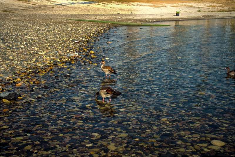 ,Нильские гуси . Кинерет Израиль 2023г ,Нильские гуси . Кинерет Израиль 2023г