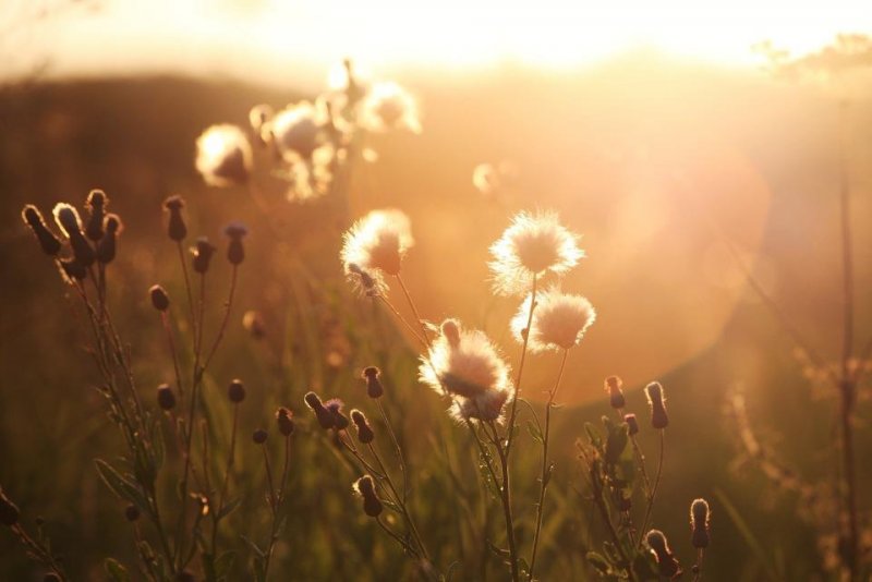 Что такое контровой свет в фотографии и как его применять - №3