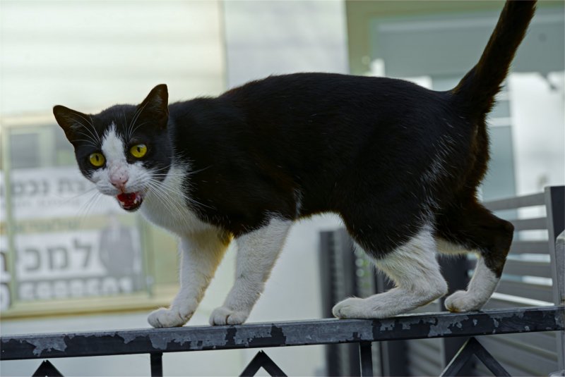 Хайфа 2025г Я ВСТРЕТИЛ КОШЕЧКУ Хайфа 2025г Я ВСТРЕТИЛ КОШЕЧКУ