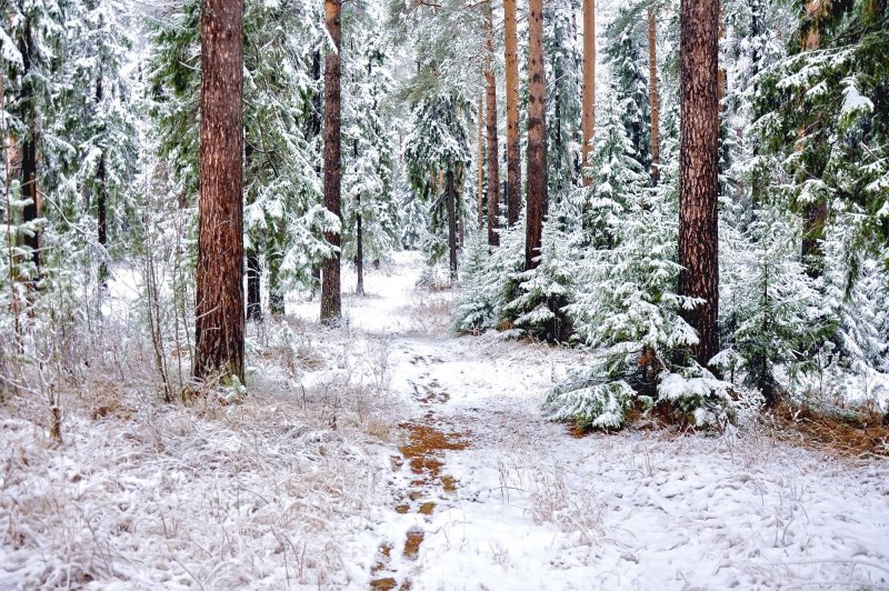 Идеи для зимней фотосессии: лучшие локации и образы для съемки - №22