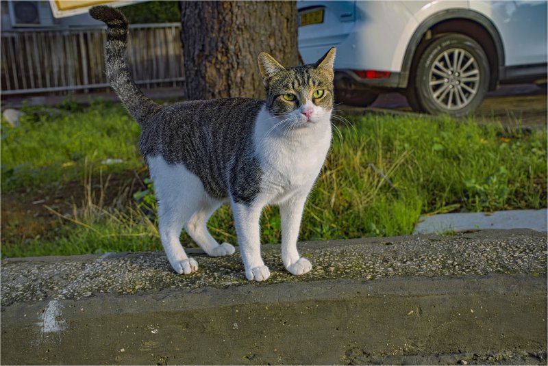 КОШКИ НАШЕГО ГОРОДА КОШКИ НАШЕГО ГОРОДА
