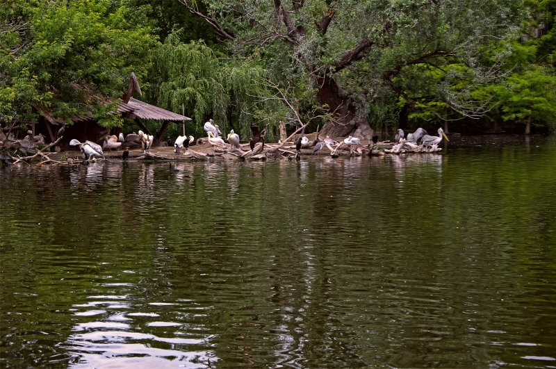 Венгрия , Будапешт  Зоопарк  2019Г