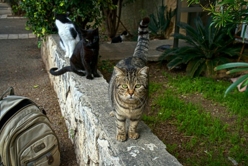 Из жизни кошек* Израиль 2026г