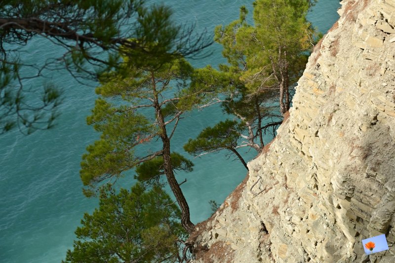 ГеленджикСоснаУтёс