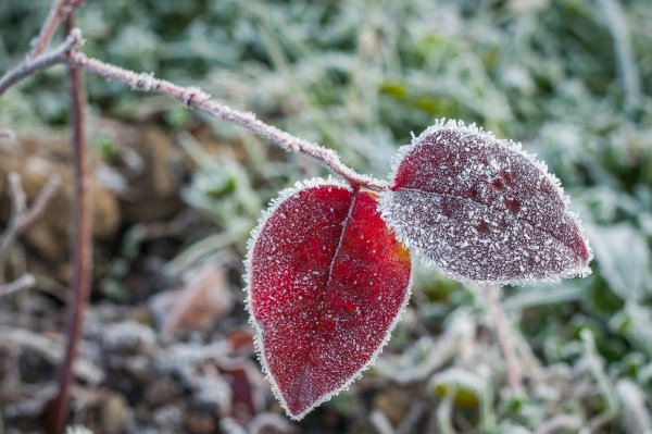 Авторский вариант