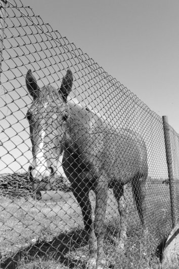 Игорь Войчалис