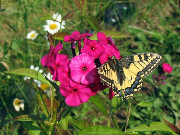 canon a70 3 canon a70 3