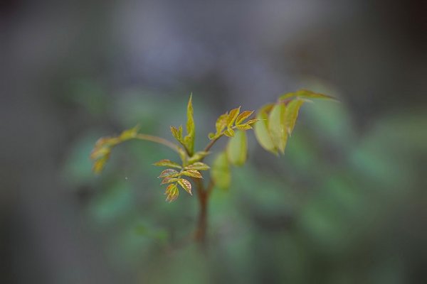 «ВЕСНА(Посвящается друзьям)»