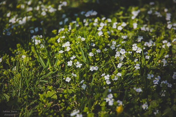 фото