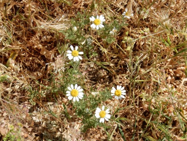 РОМАШКИ РОМАШКИ