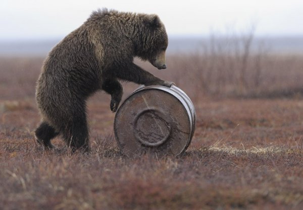 Эти звери очень любопытны..!!! Эти звери очень любопытны..!!!