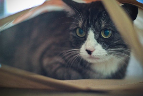 Приключение Джеки - №13 Приключение Джеки - №13