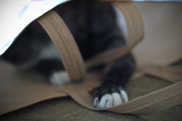 Приключение Джеки - №21 Приключение Джеки - №21